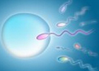 Inseminacija / bhbebe